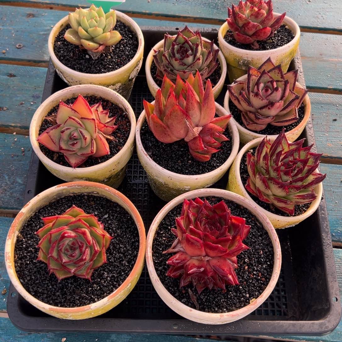 从前慢多肉精选编号0123.29