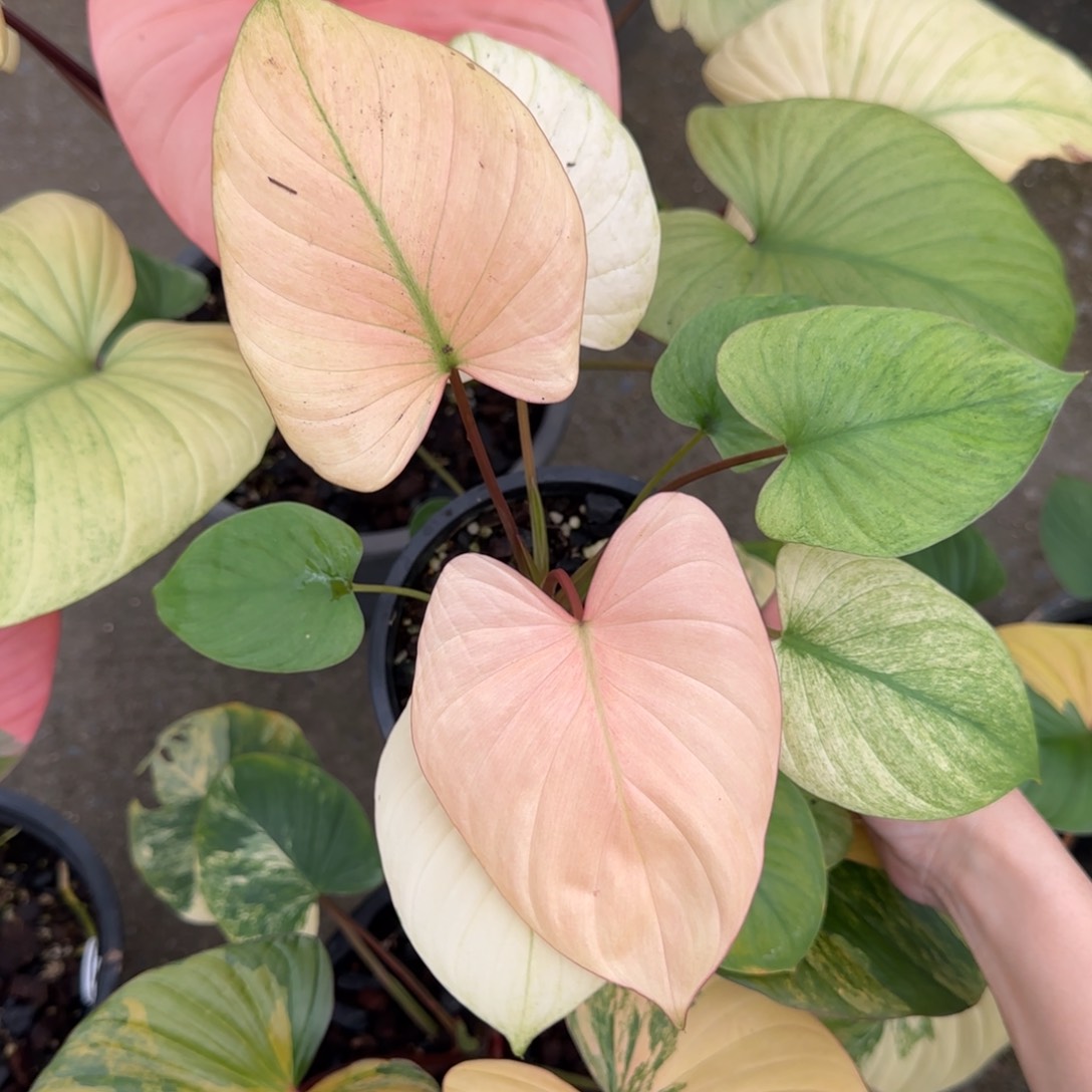 R9-1214薄荷锦千年健