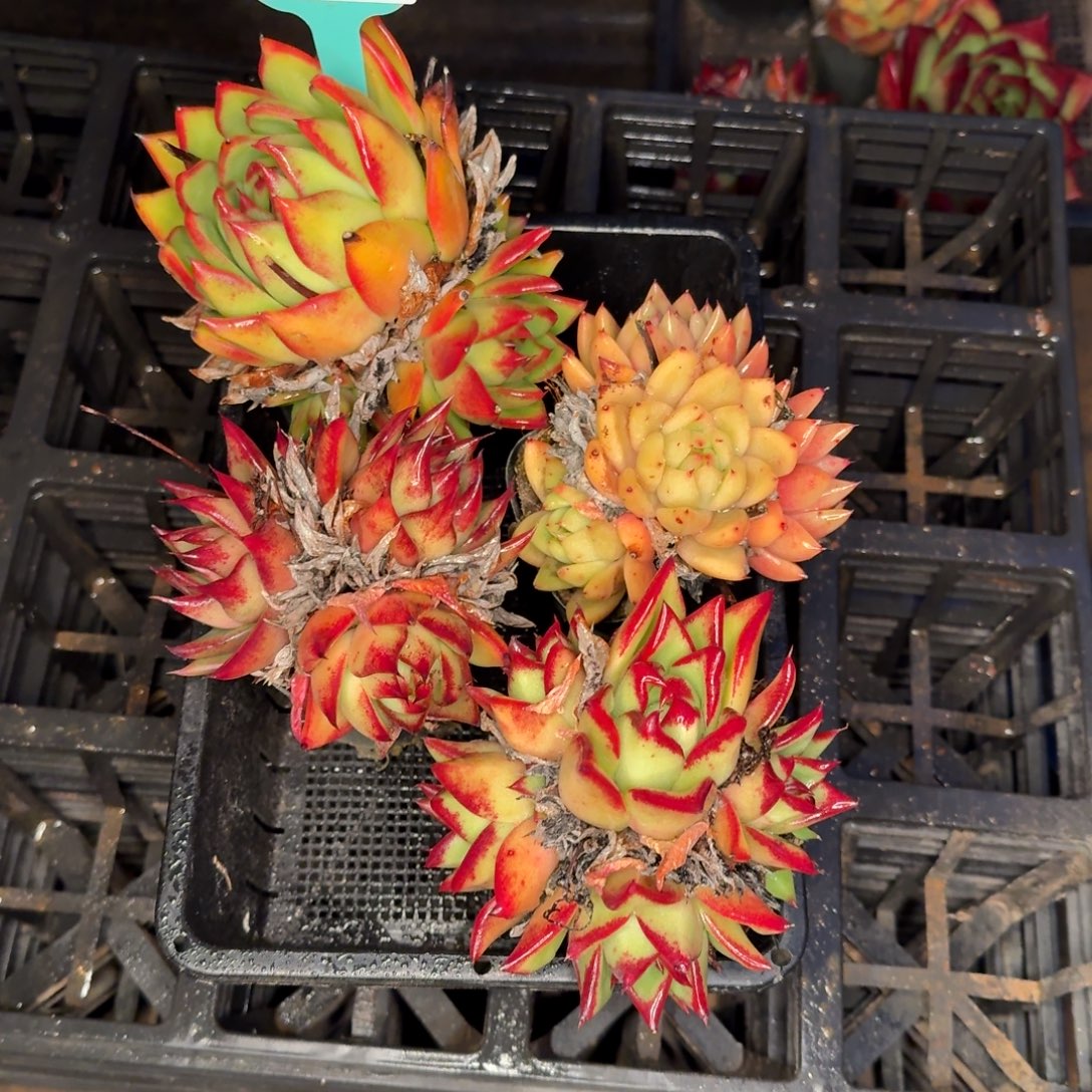 从前慢炖肉精选编号1210.282