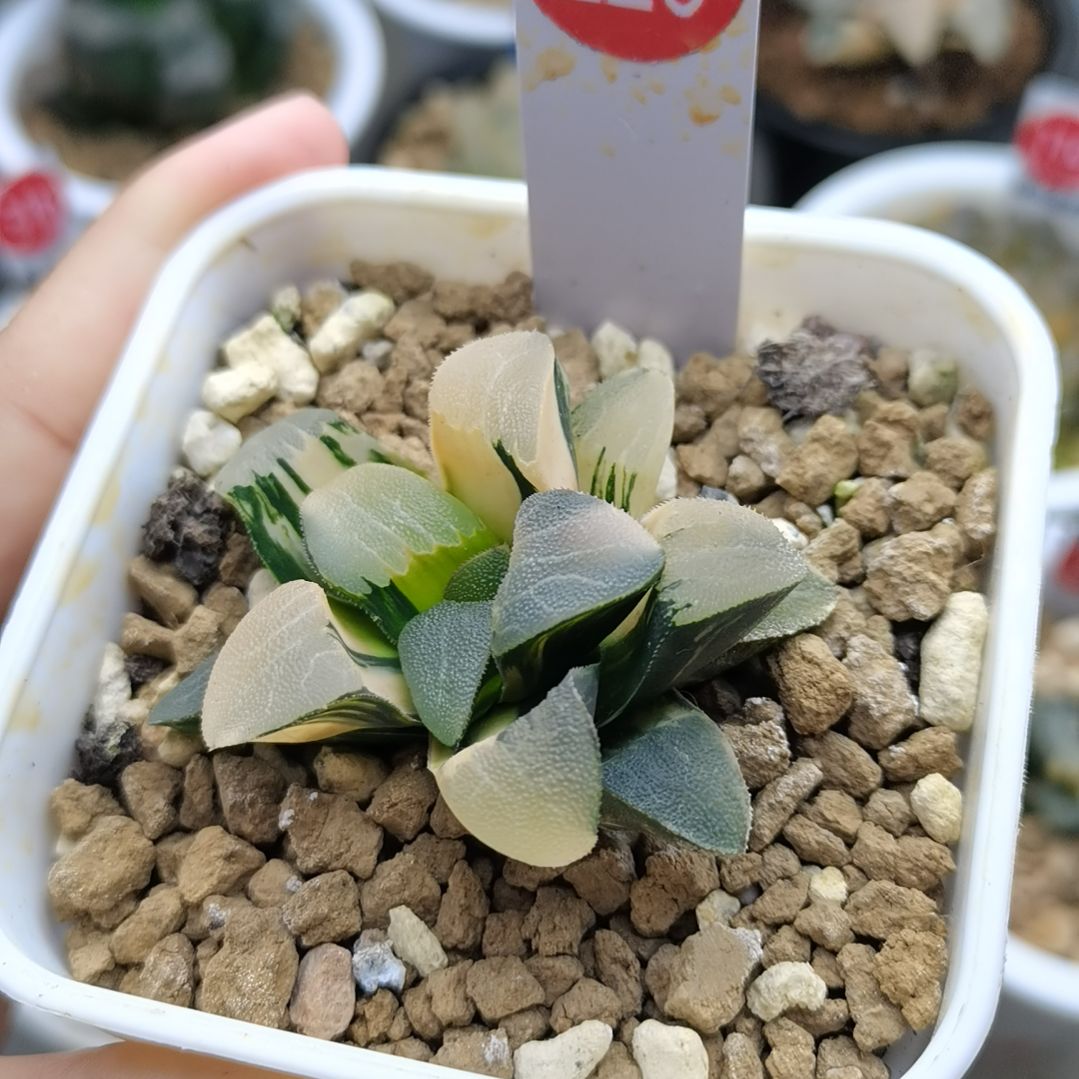 220号大久保克锦一物一拍带盆土发货