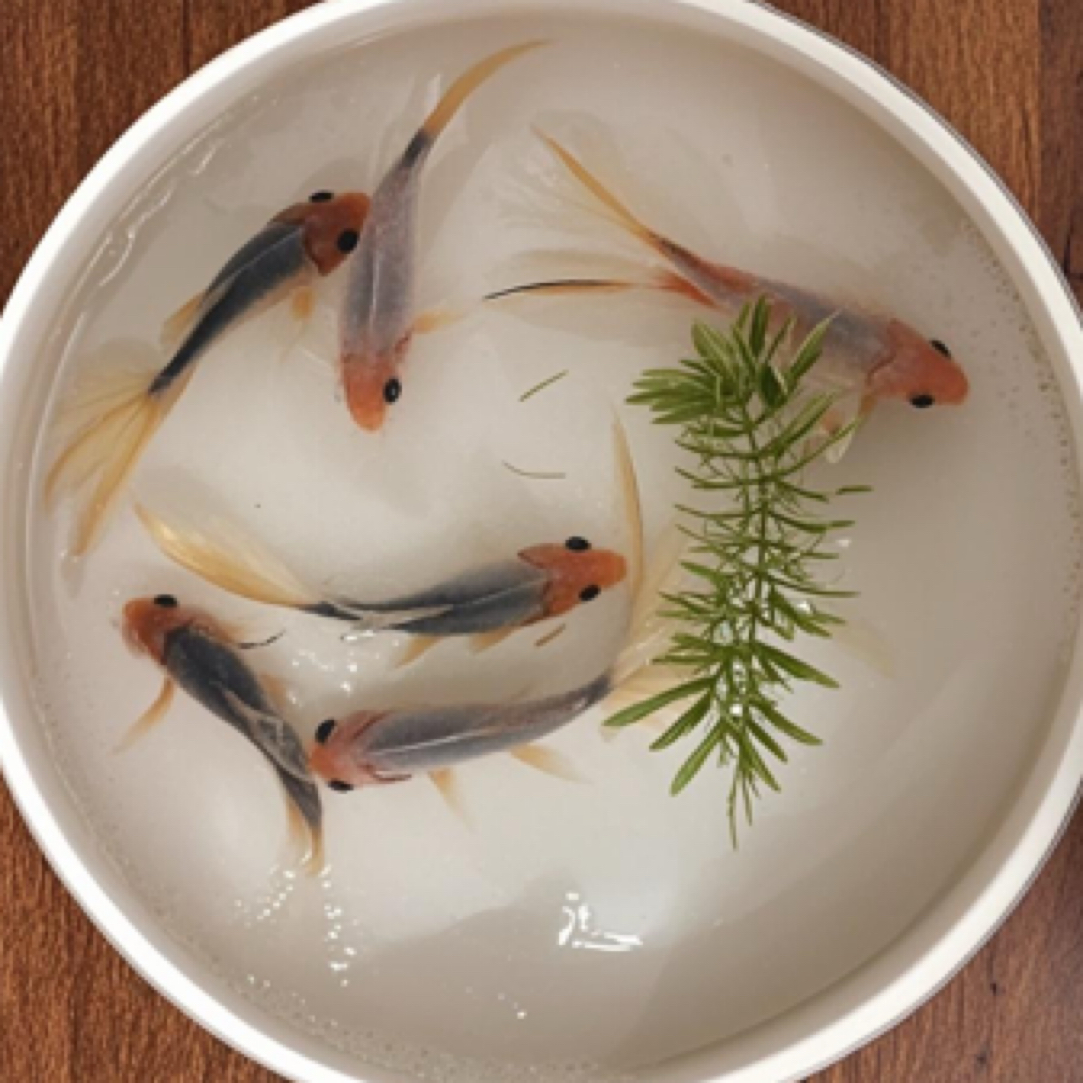 【精品水墨鹦鹉】保29尾5-7公分 颜色随机混搭 全国包邮包损