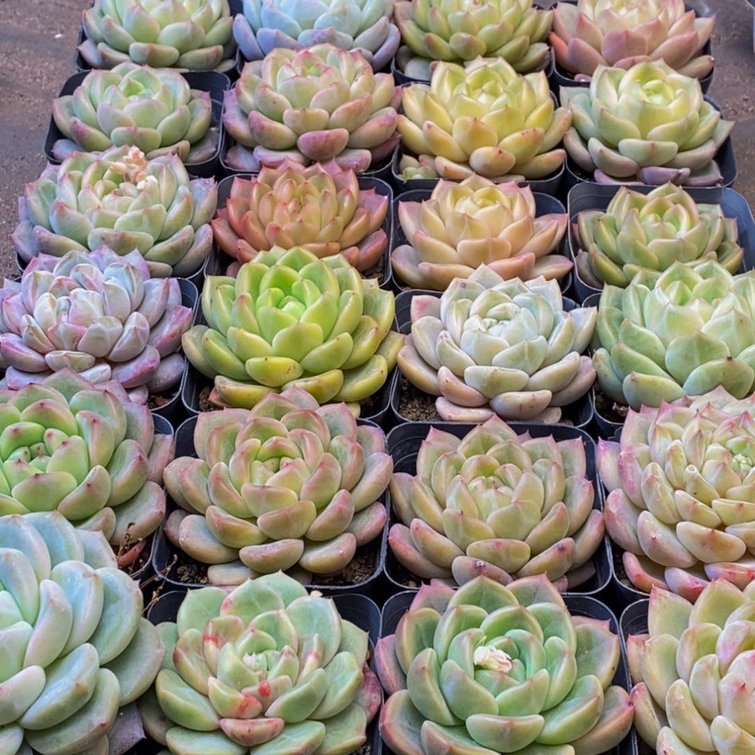 170多肉植物保护研究所所长助理研究员