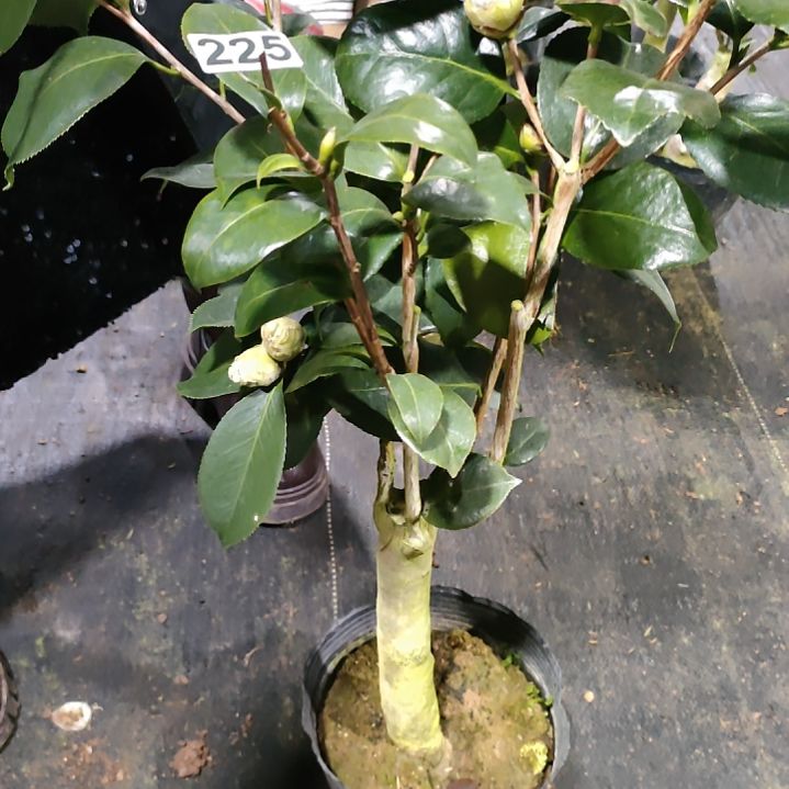 225塞牡丹，水晶天使，原盆原土发货