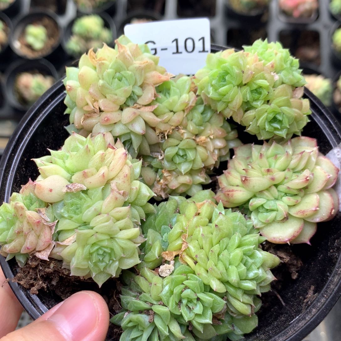 G101优选麦杆y y y y y y y y