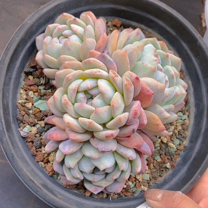 夏悦多肉0210-141雪天使