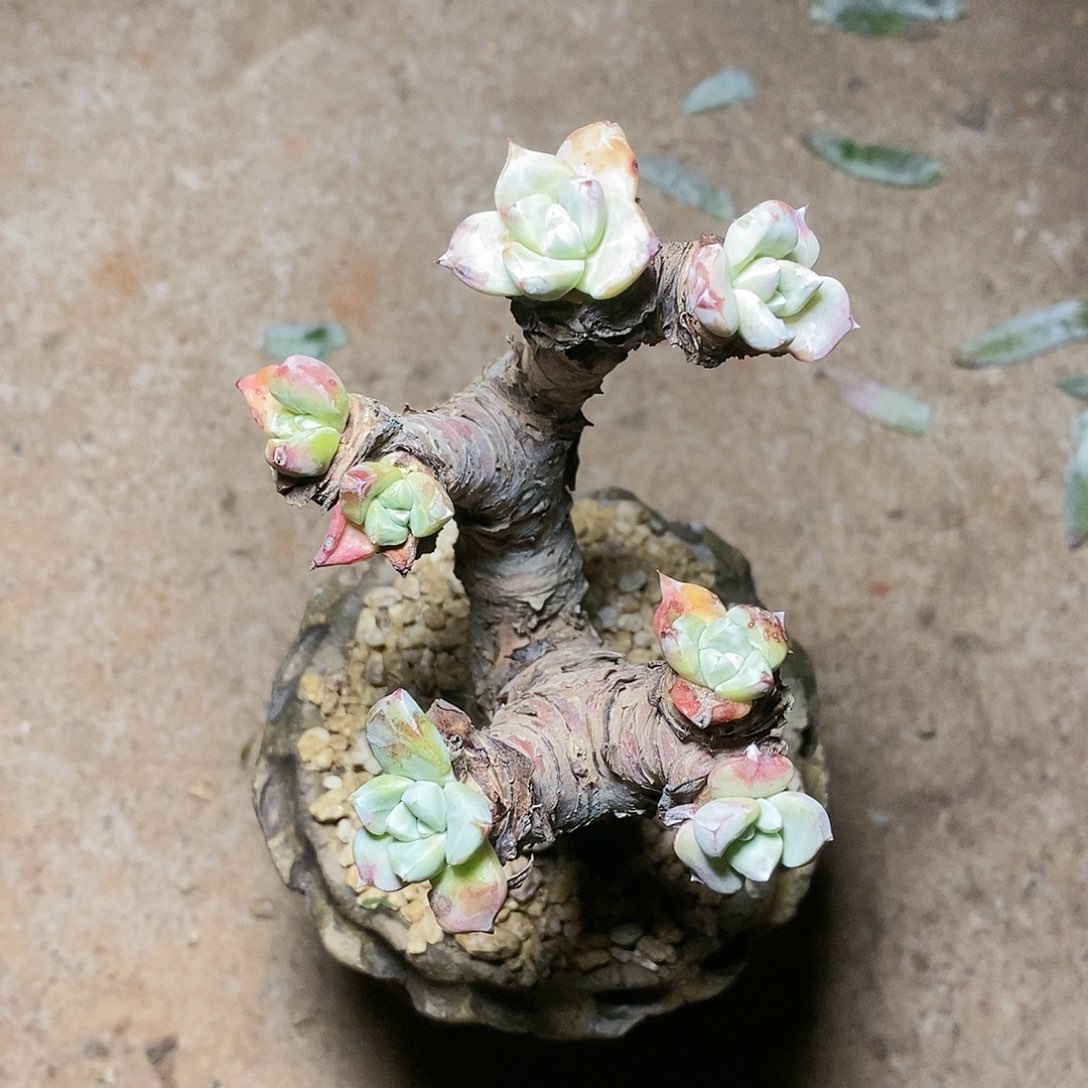 【闪购商品】哈哈哈诺玛苹果叶多肉2278