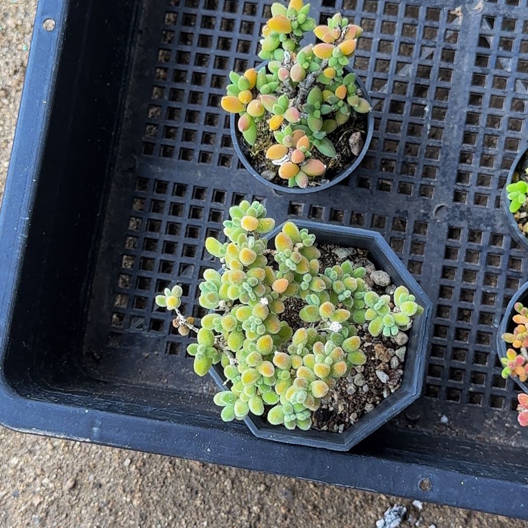 小***妮玉米 冰晶非偏远包邮玻璃心慎拍