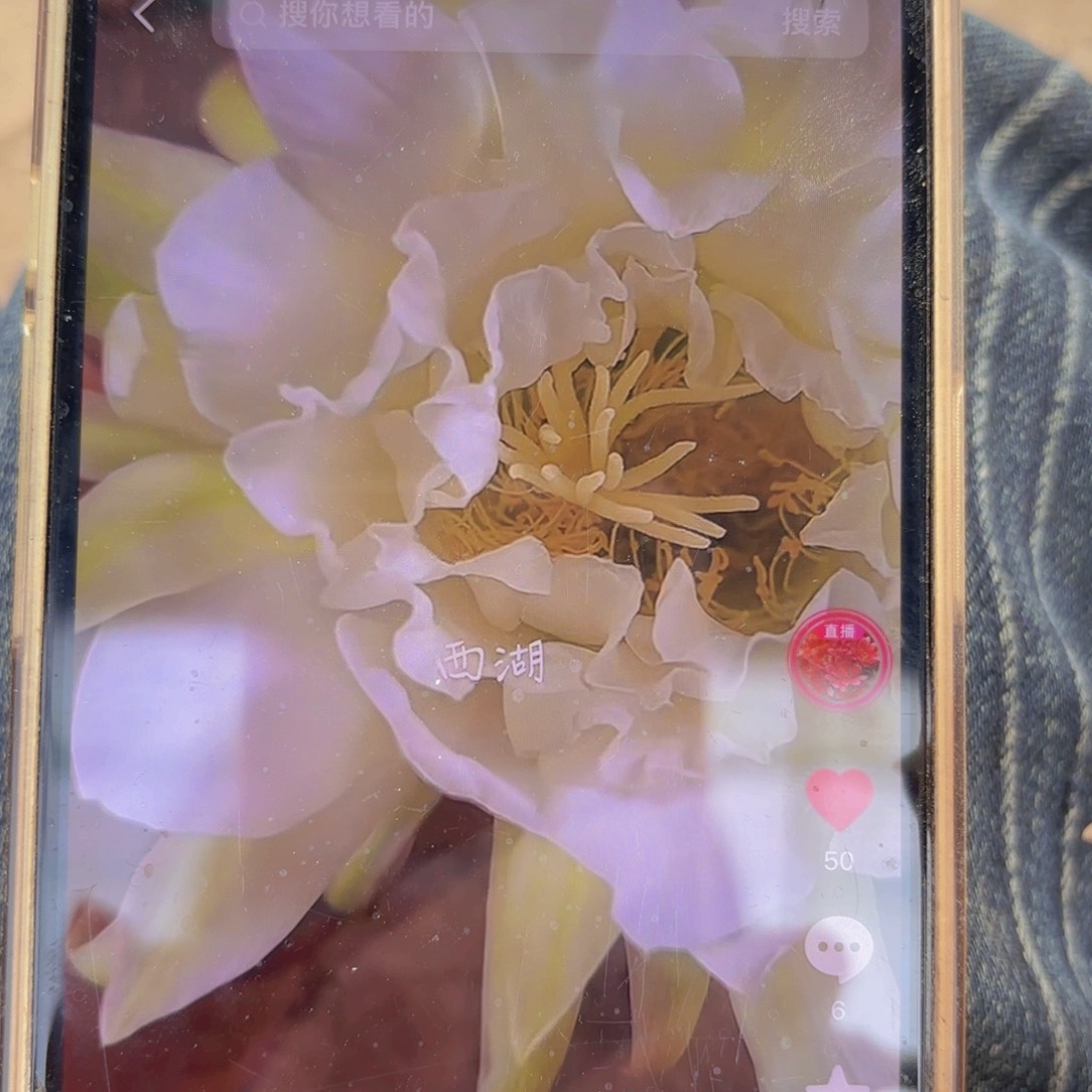 毛花鹦鹉无根侧牙20包邮