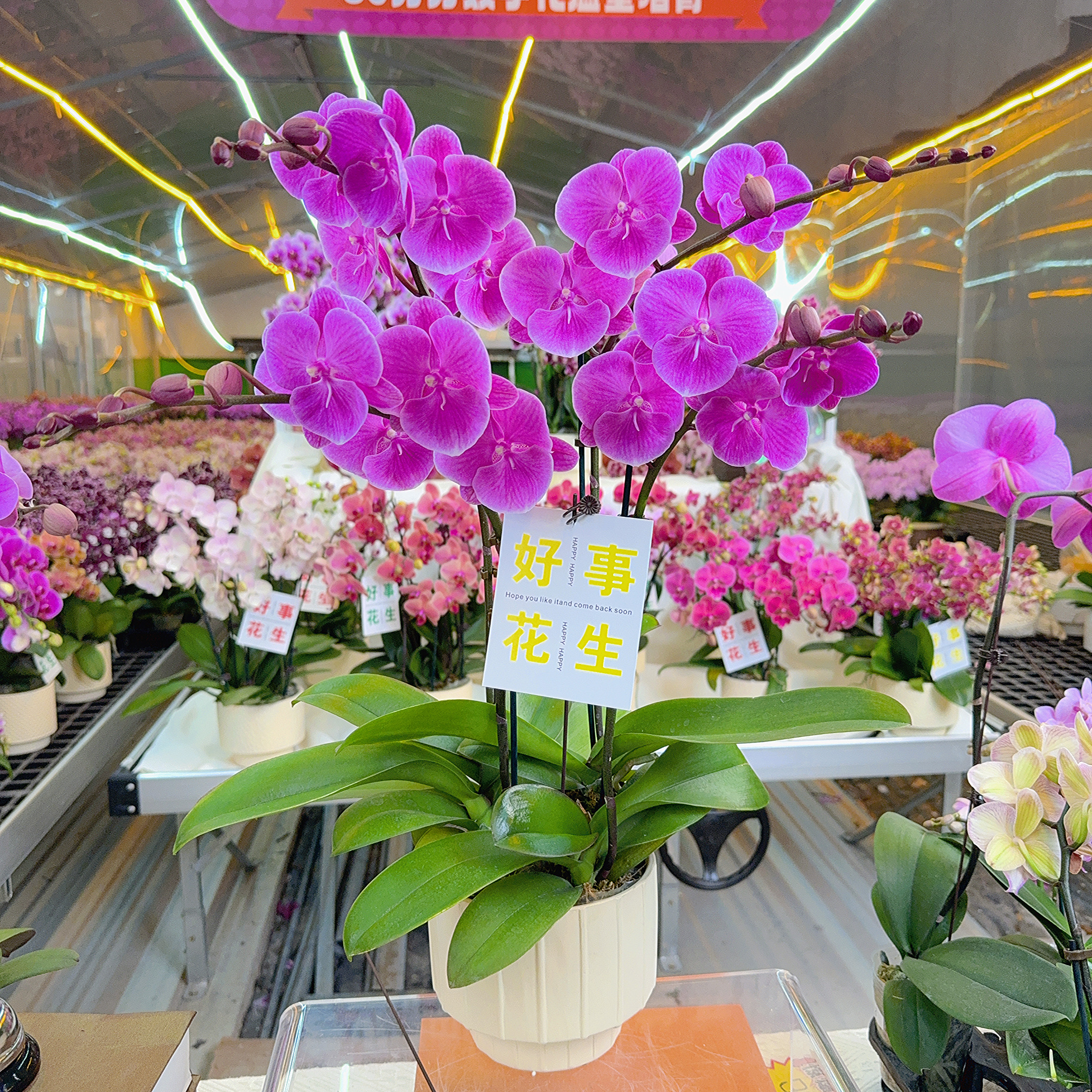 精选蝴蝶兰【曼哈顿】欧品紫色系大花 室内花卉绿植 基地直发