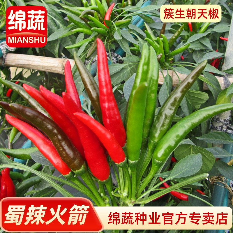 绵蔬【蜀辣火箭】簇生朝天辣椒，中晚熟、干制、鲜食均可简单
