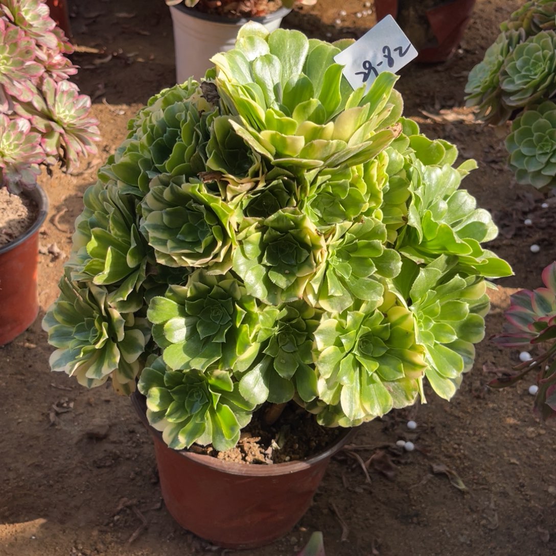 11-29-82五彩琉璃法师锦