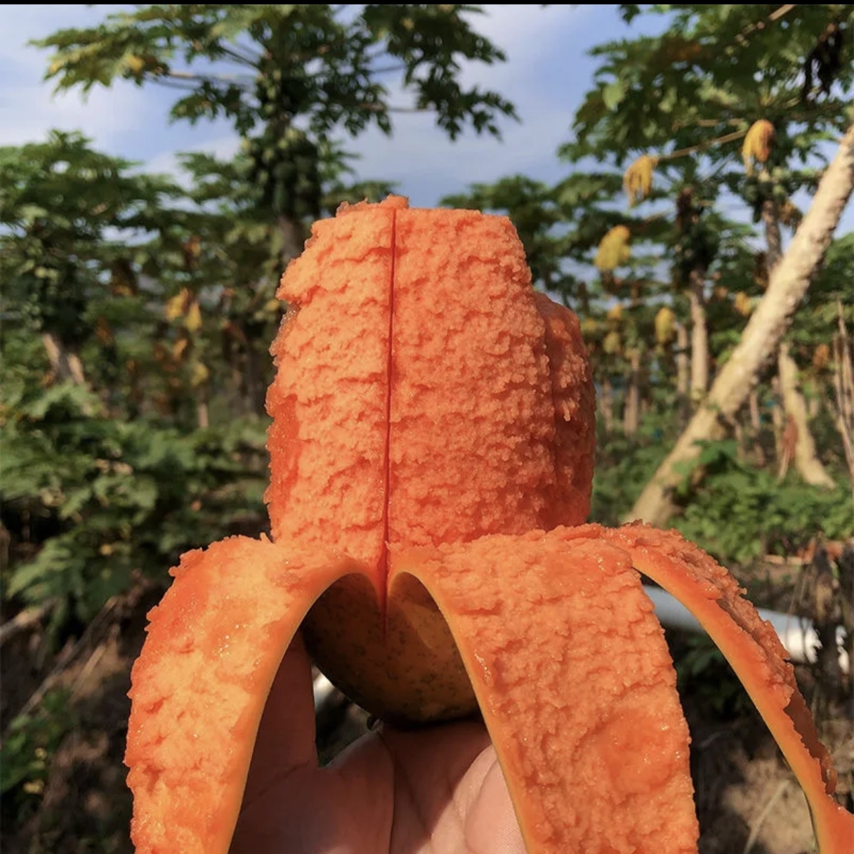 【达人专属】无籽木瓜【香甜诱人】一箱三个【新鲜采摘】顺丰包邮海南省