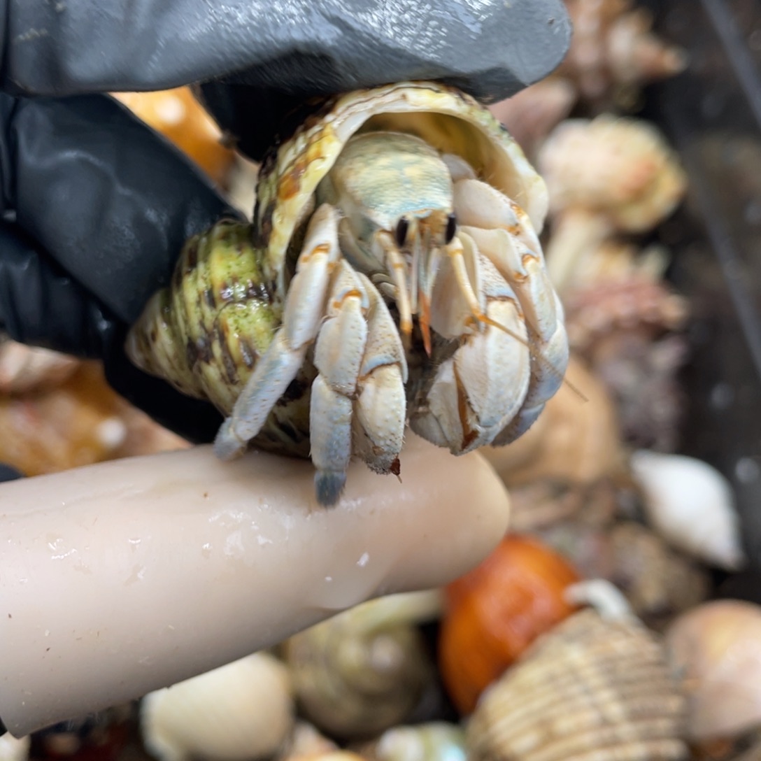 不退不换活体宠物236