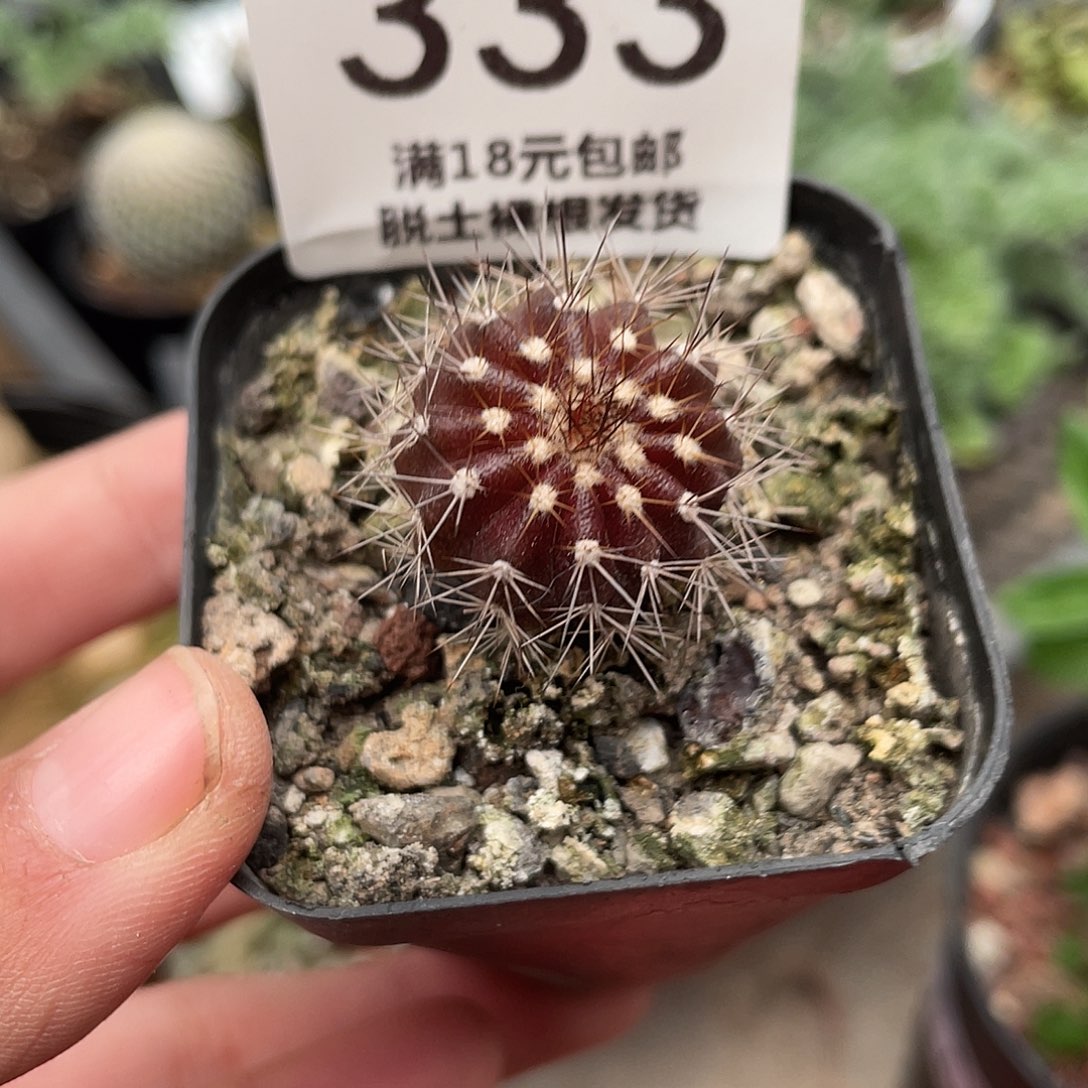 333尤博球（满18元包邮）