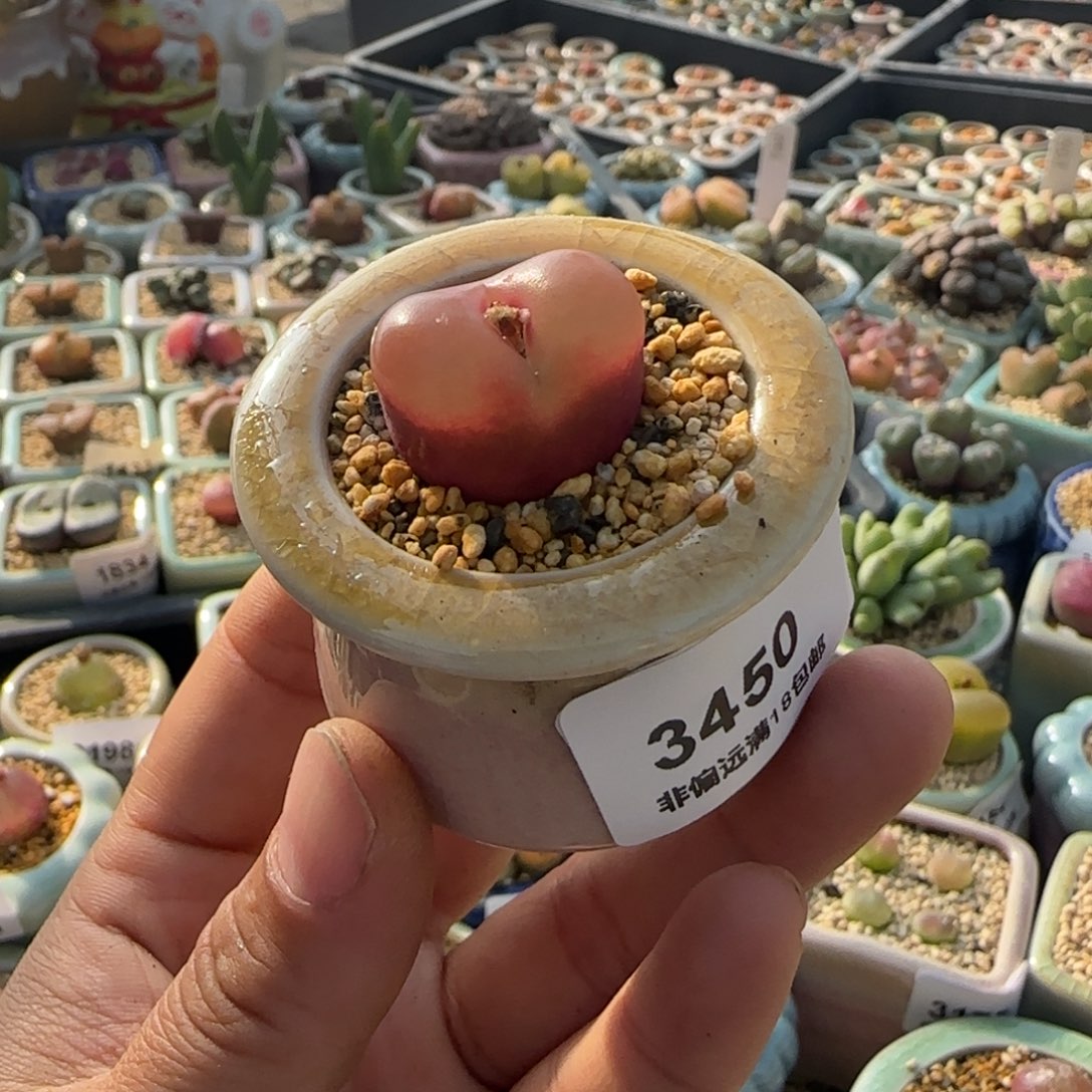 3450--一物一拍 带盆