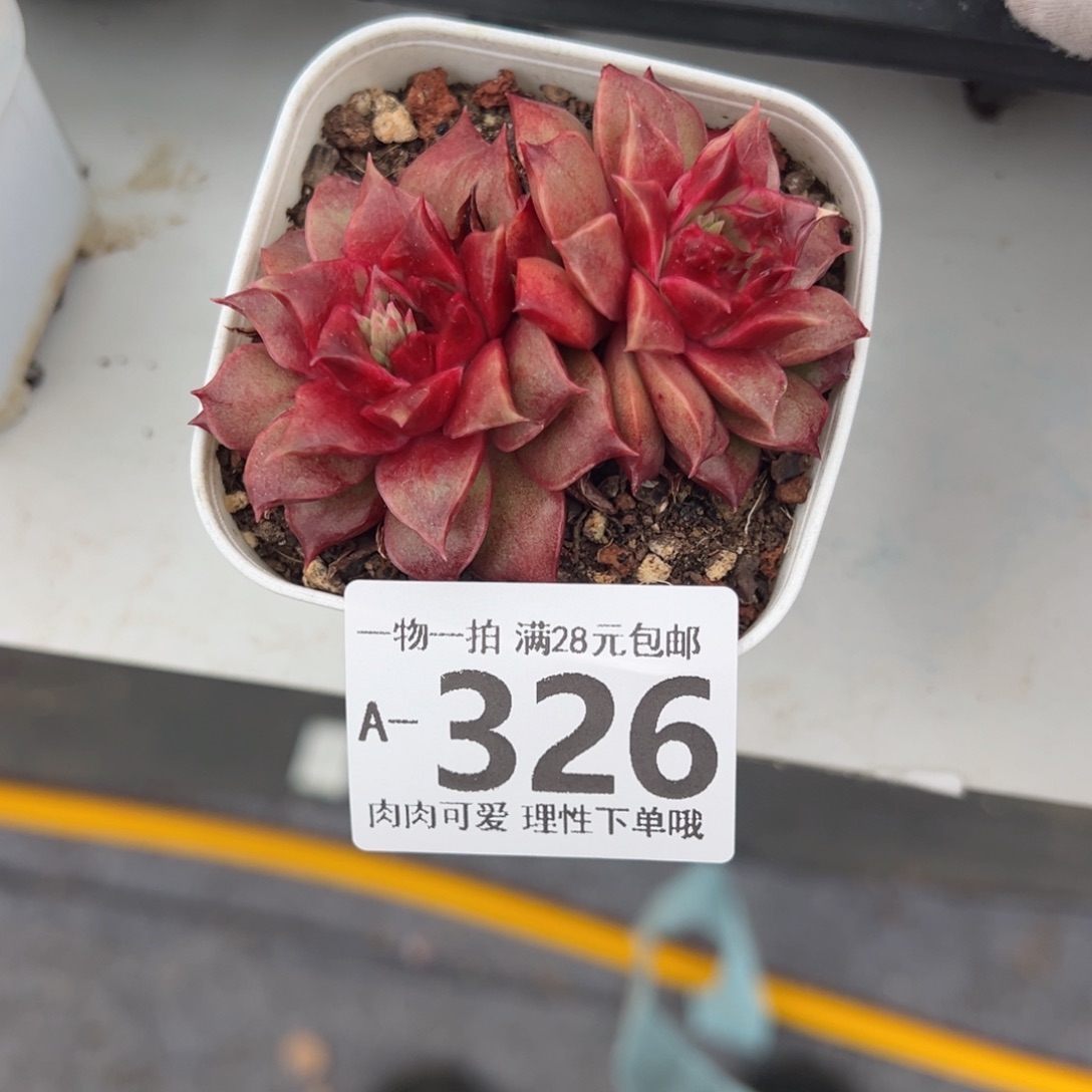 糖心皮皮虾多肉多肉多肉多肉