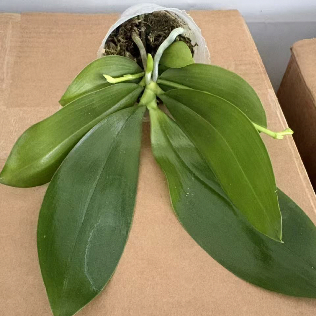 蝴蝶兰原生苗稀有品种