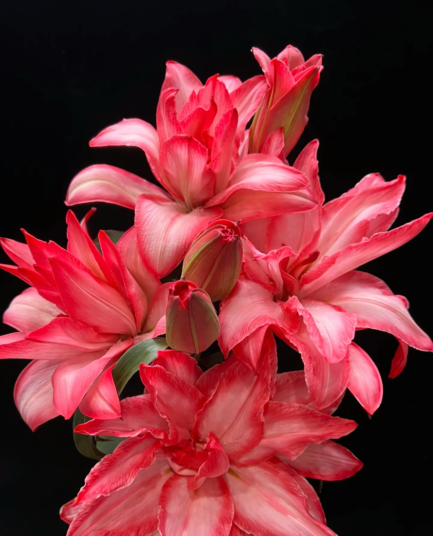 【大红袍】多头重瓣百合 橘子柠檬清香 小清新 粉色 颜色鲜艳好看