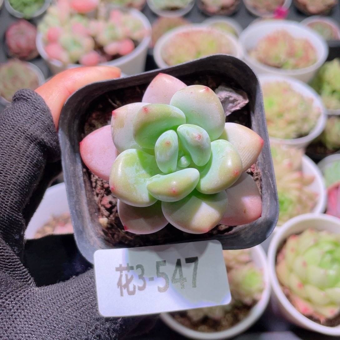 花利美3-547洛神