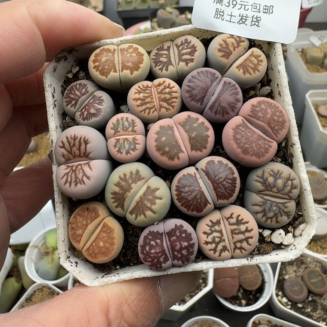 98多肉哈哈哈哈哈哈哈哈