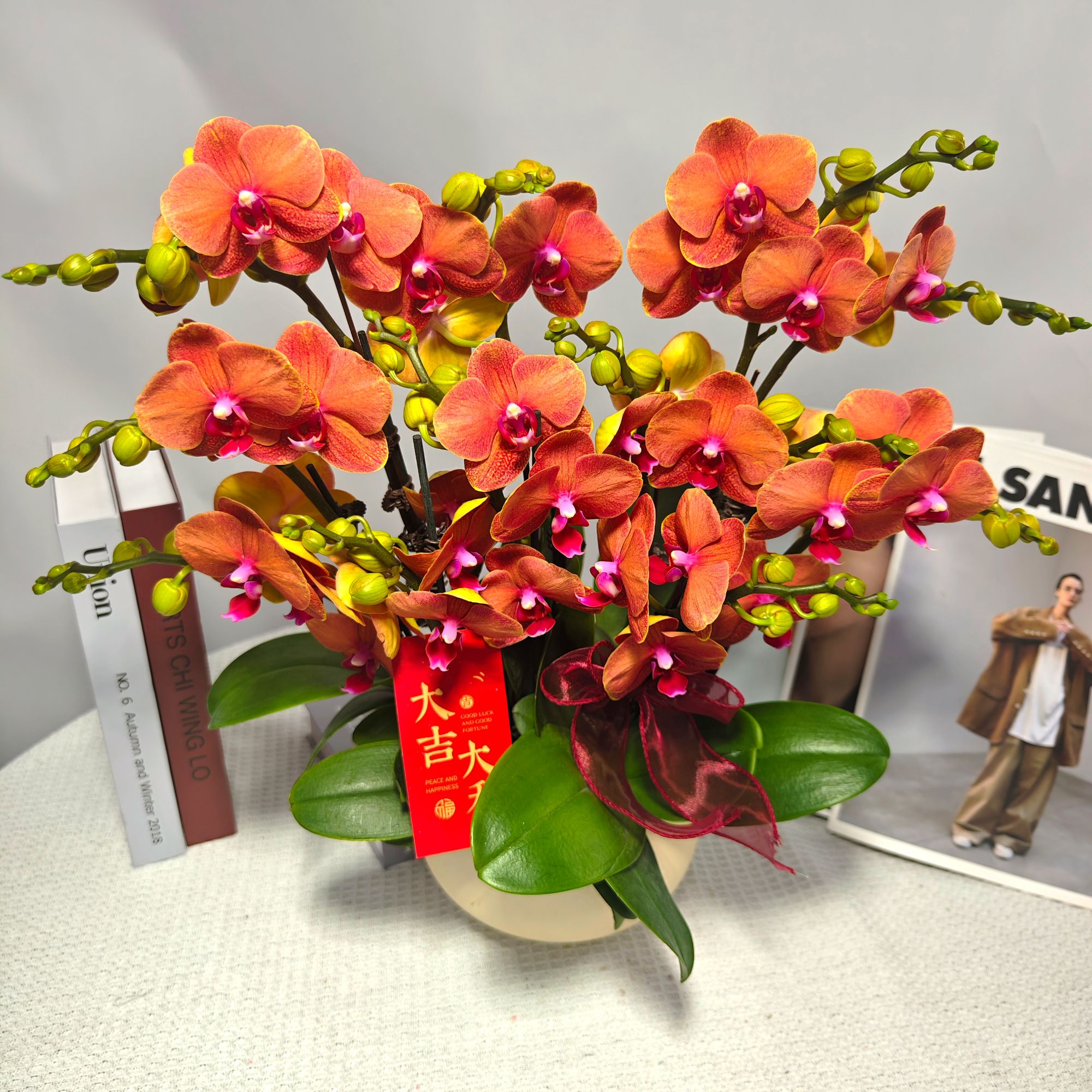 蝴蝶兰<金桔> 鲜花绿植 带花带花苞 陶瓷盆随发