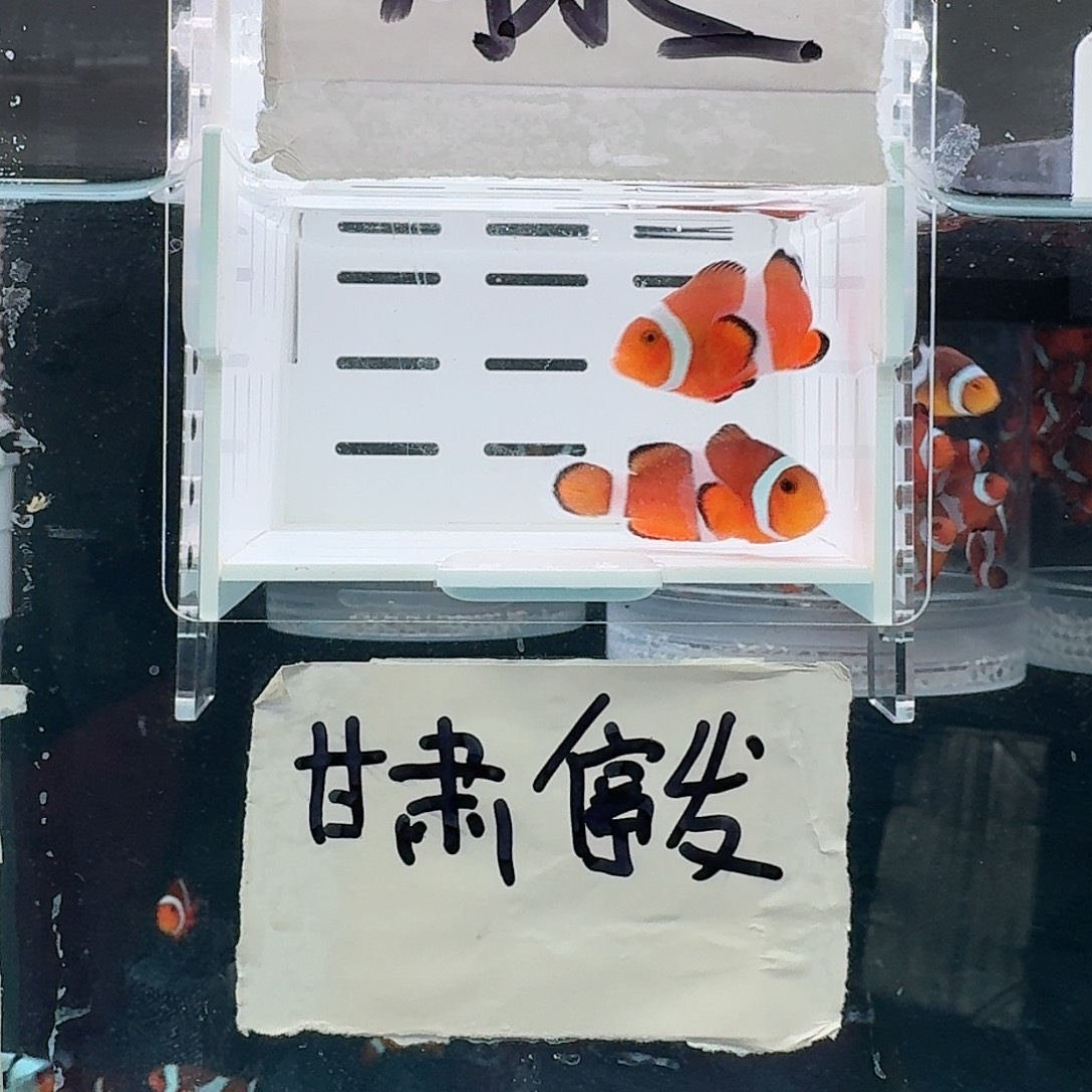 海水鱼5+配4.5+精品黑边公子一对
