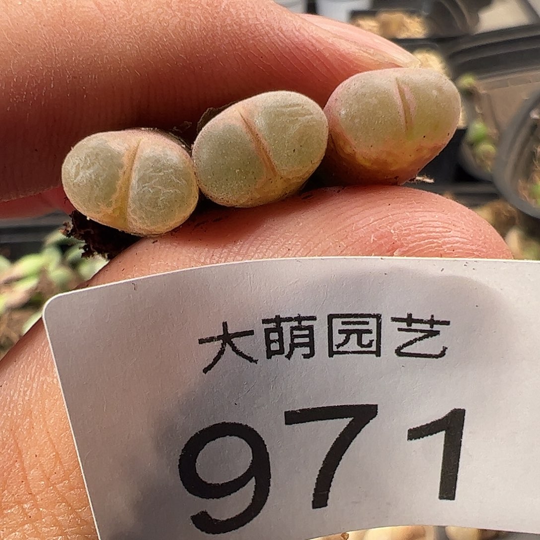 一物一拍大熊猫红风铃971