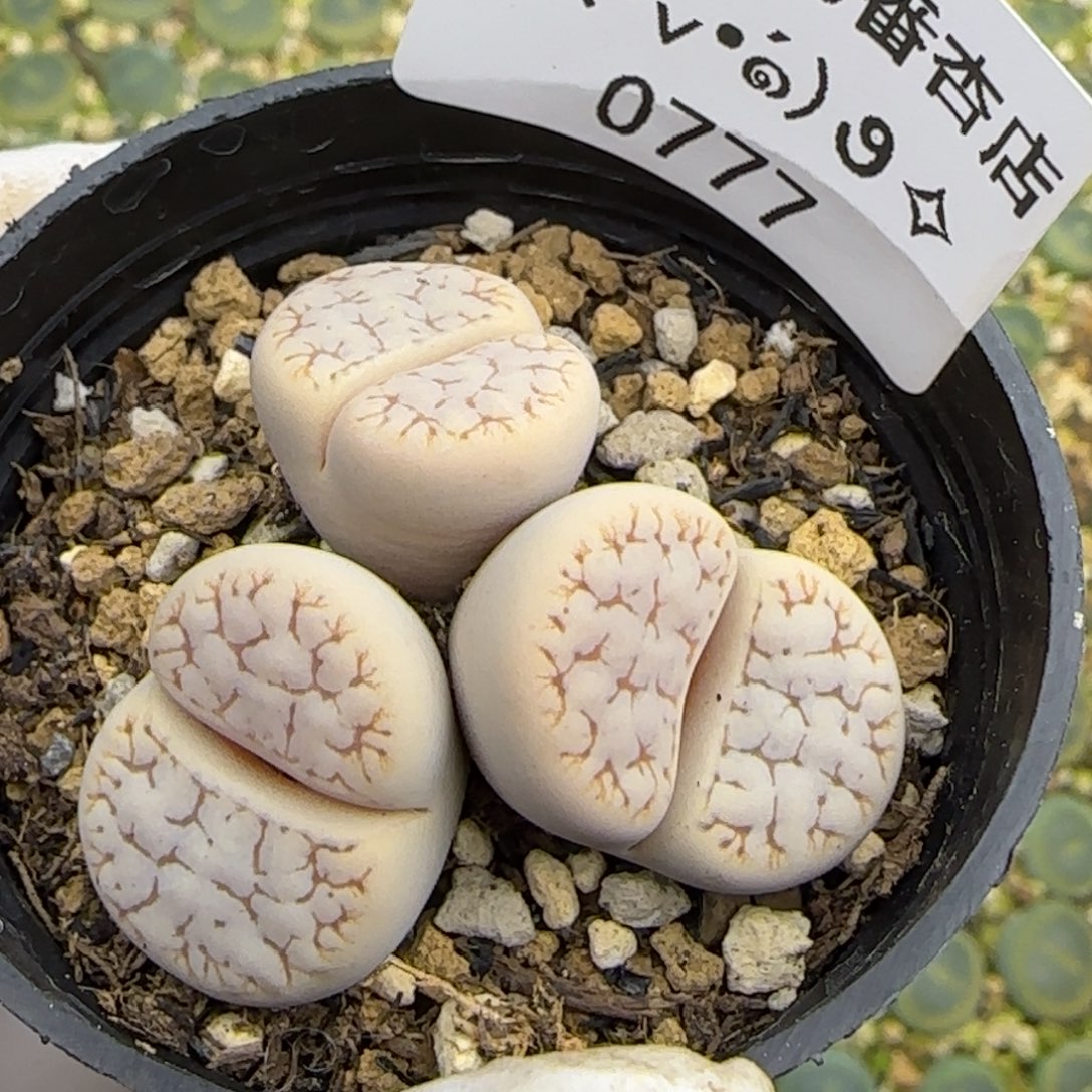 0777。三头189。。。。。。