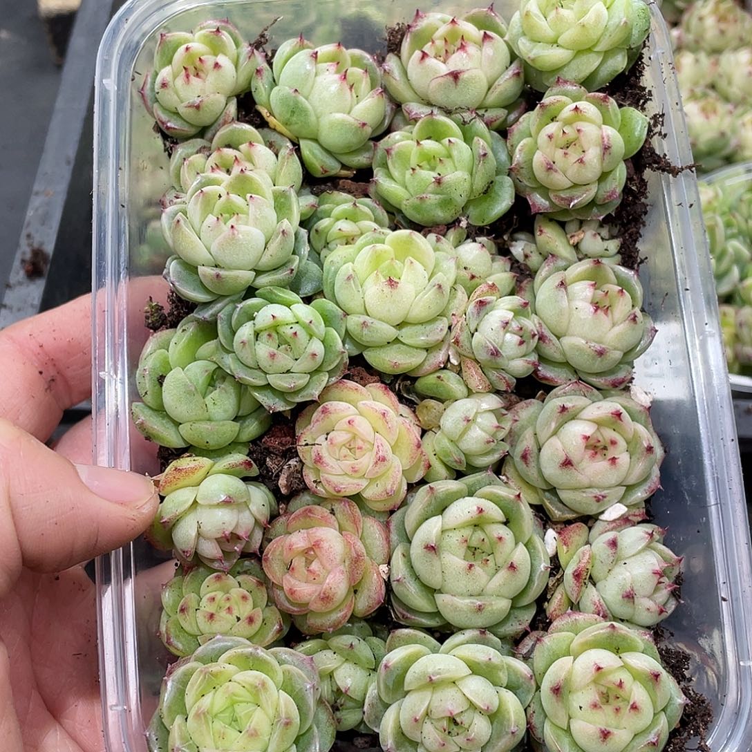 紫***x061。 定。                  