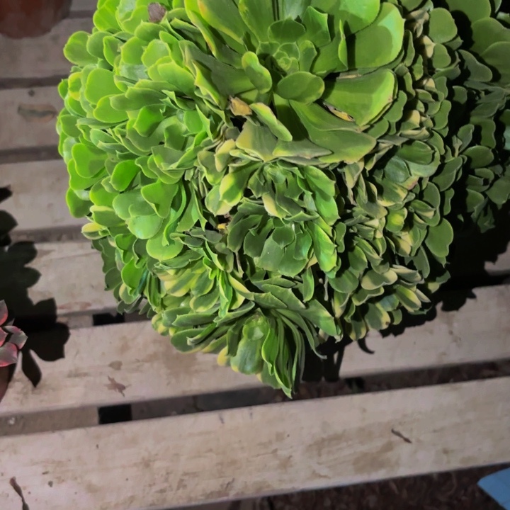 703七彩多肉植物不售后