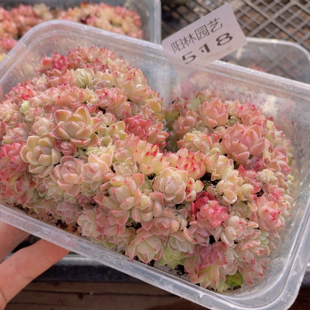 多肉植物多肉植物518