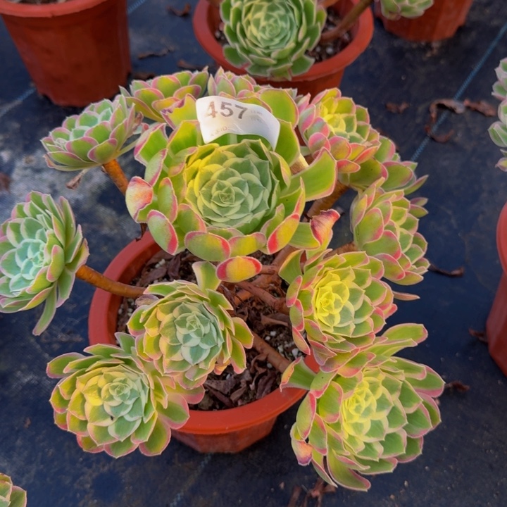 0000000000457孔雀翎