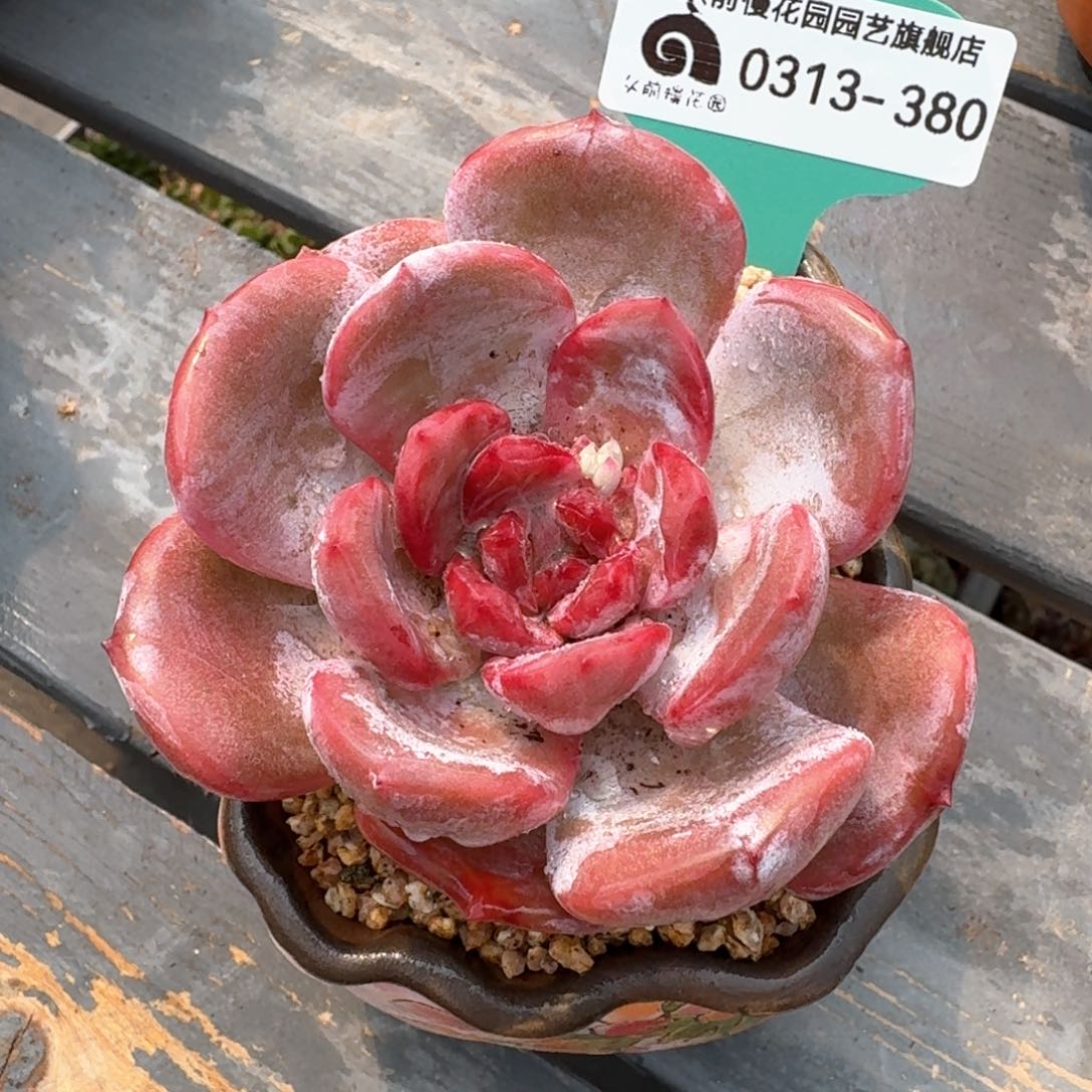 从前慢多肉精选编号0313.380