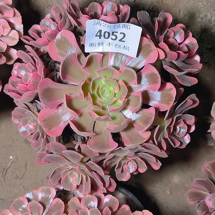 4052爱神多肉植物