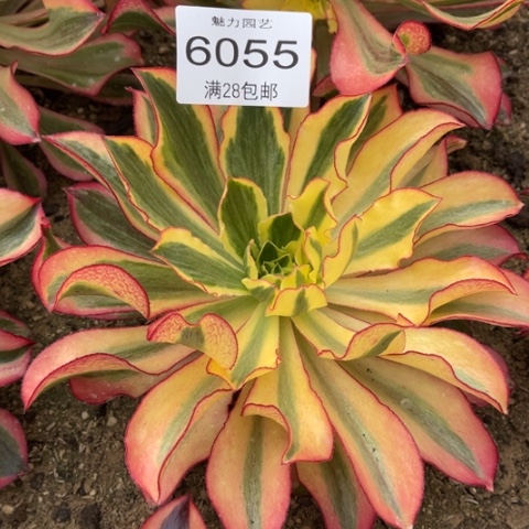 魅影多肉多肉6056