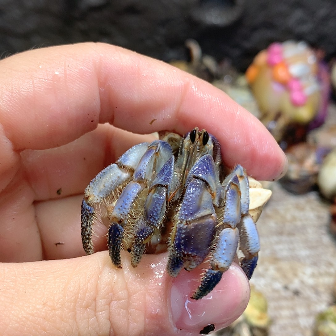 2.0口径奔跑的寄居蟹30号