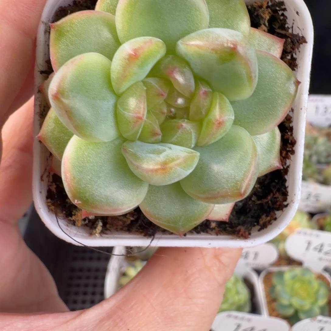 珍妮孤品优选152号