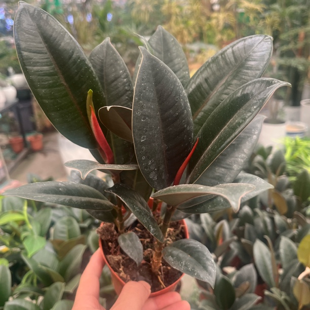 新疆包邮！橡皮树，耐活好养