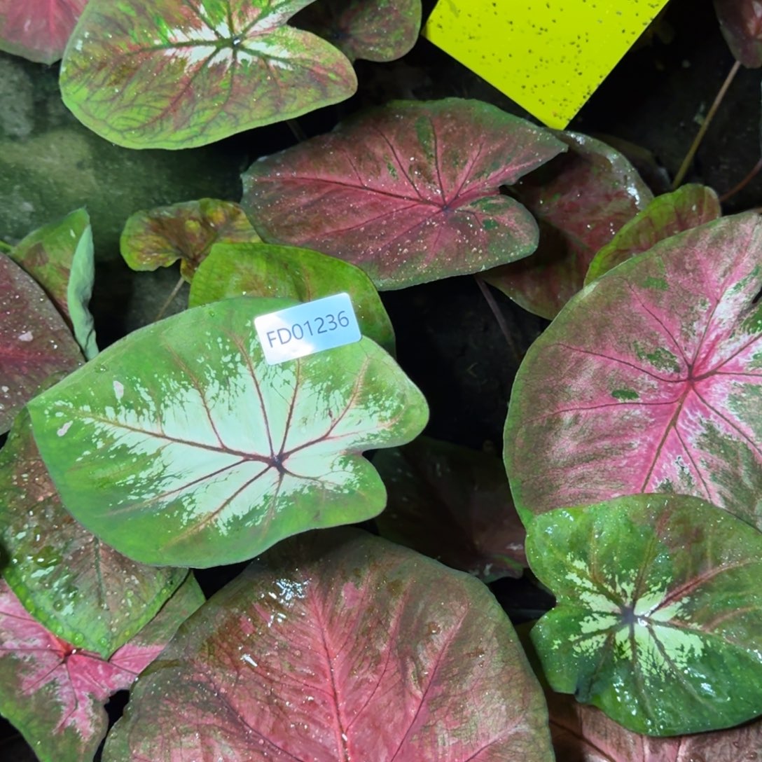 无花朵海王寄养01236