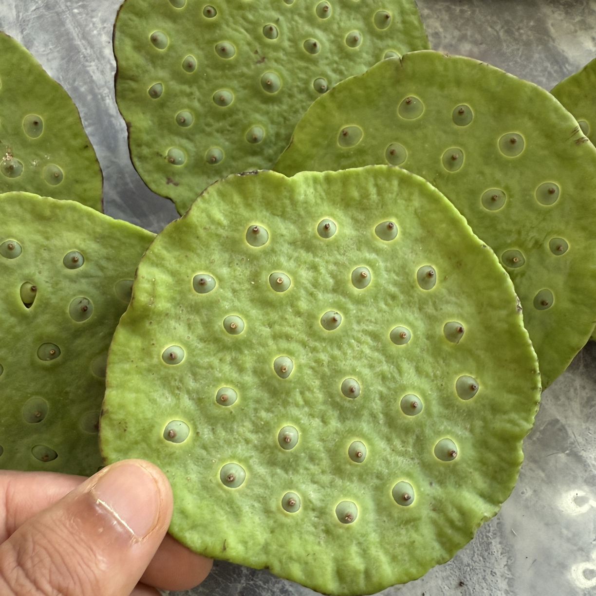 湖北监利本地 新鲜现摘  水果莲蓬  老嫩两吃