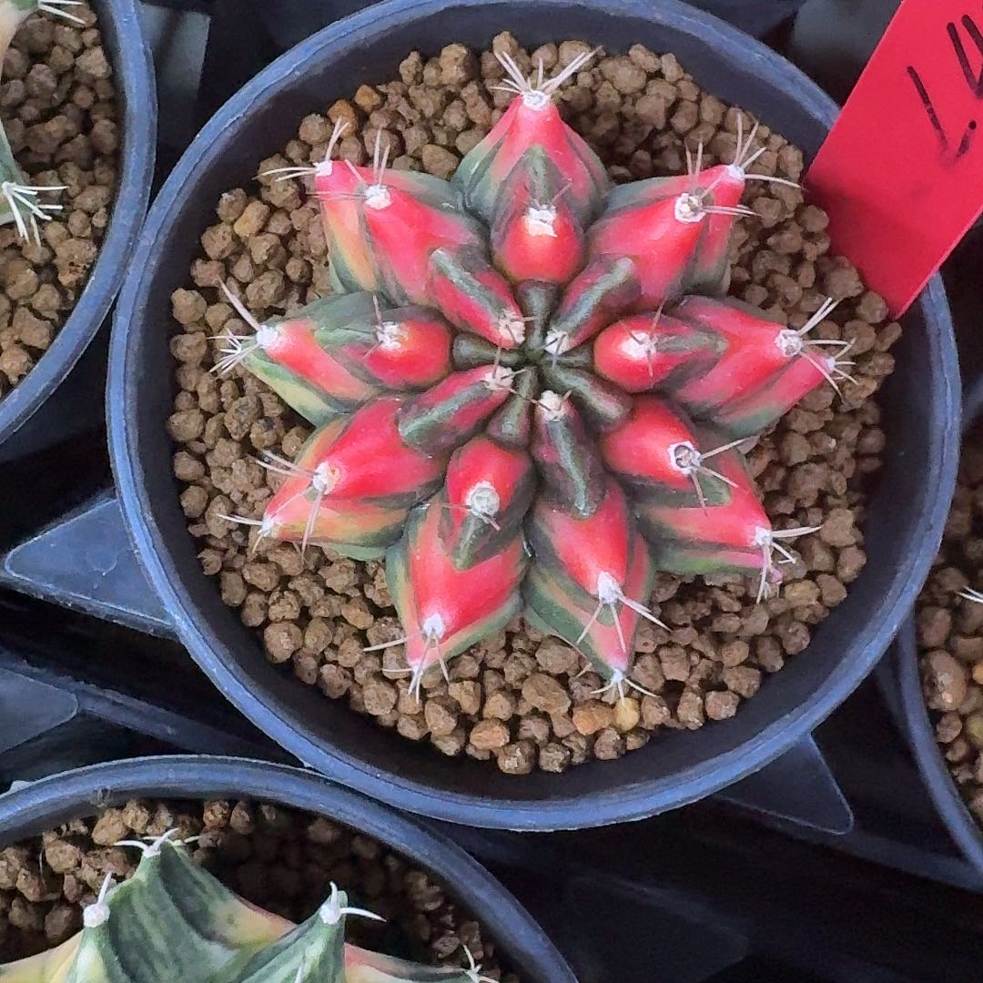 L426-1115广东发货 红龙