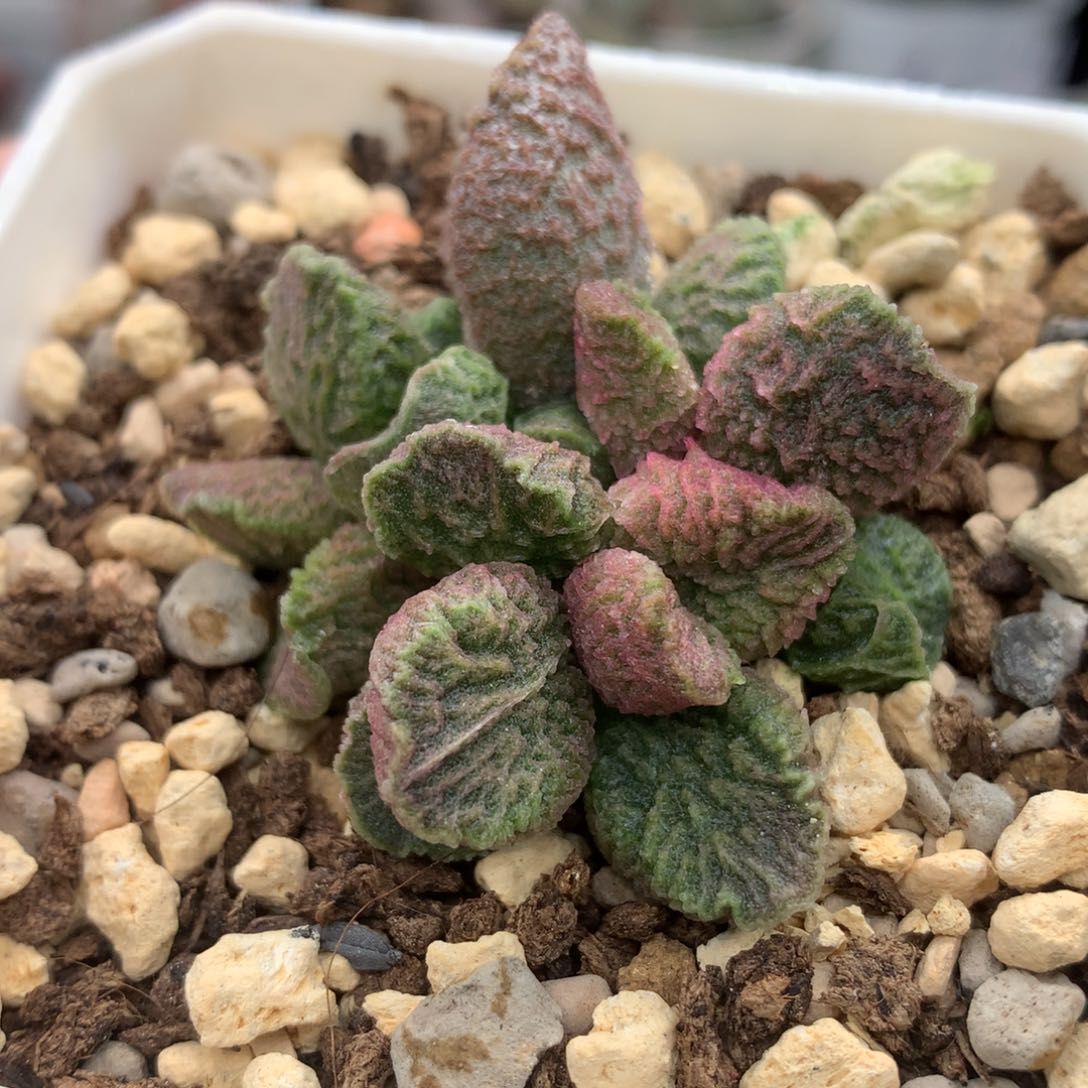 大鱼海棠 3头大苗准母本