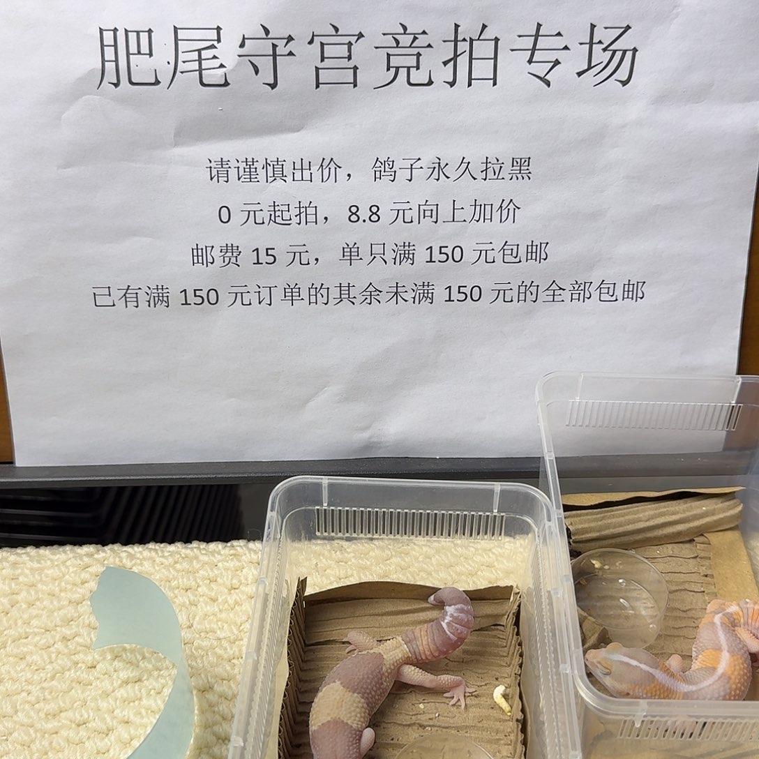 肥尾守宫橘白 妹妹