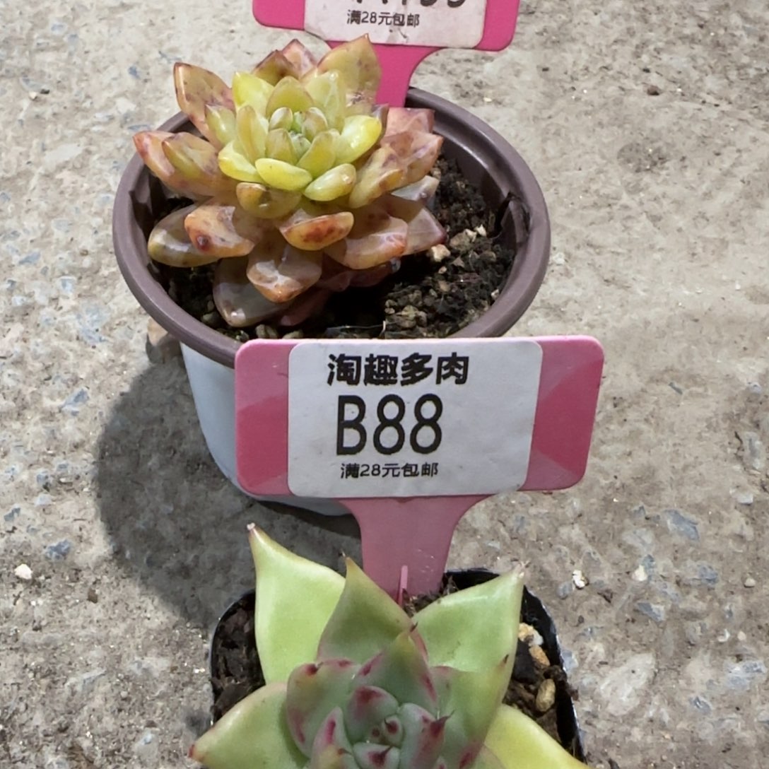 多肉植物乌木井橙子杂石化井