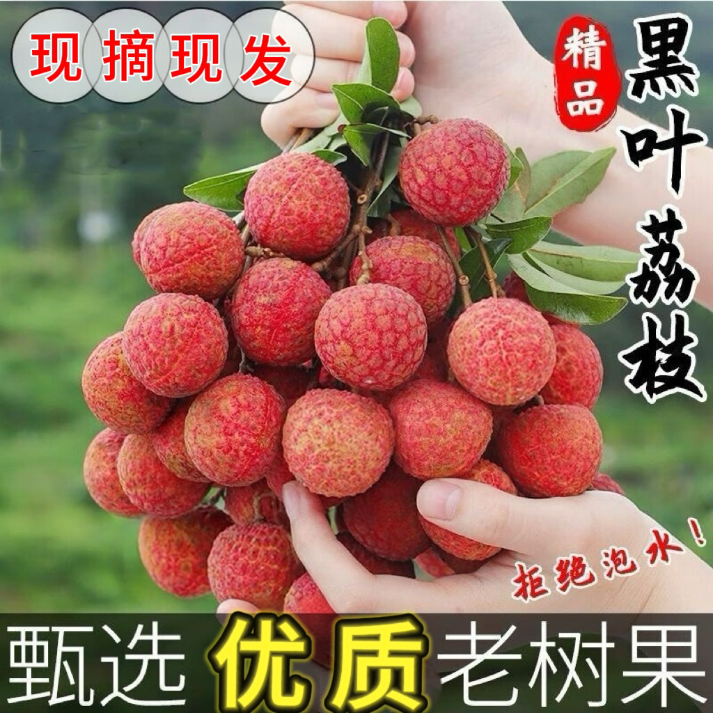 【黑叶荔枝产地直发】2025新鲜现摘当季荔枝老树黑叶非白糖罂整箱