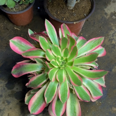 粉女巫多肉植物量拍