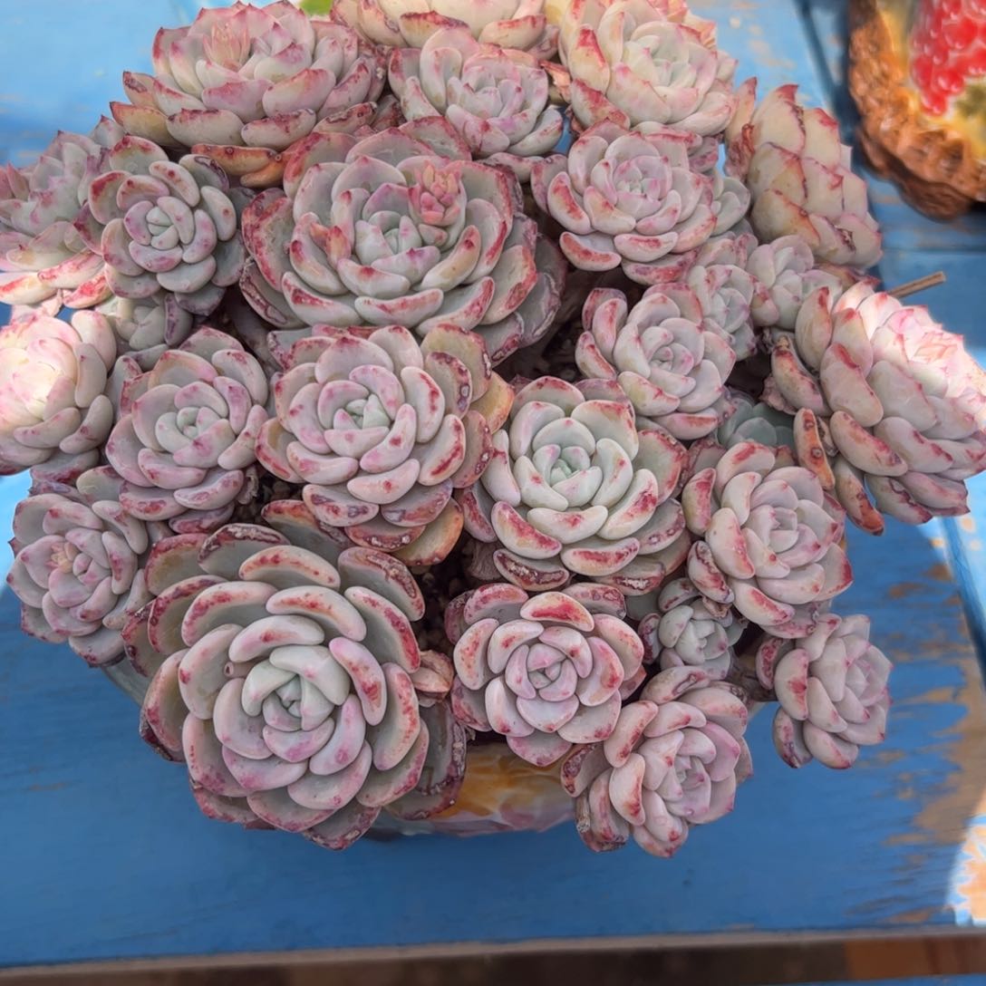 橙*千山雪，一物一拍