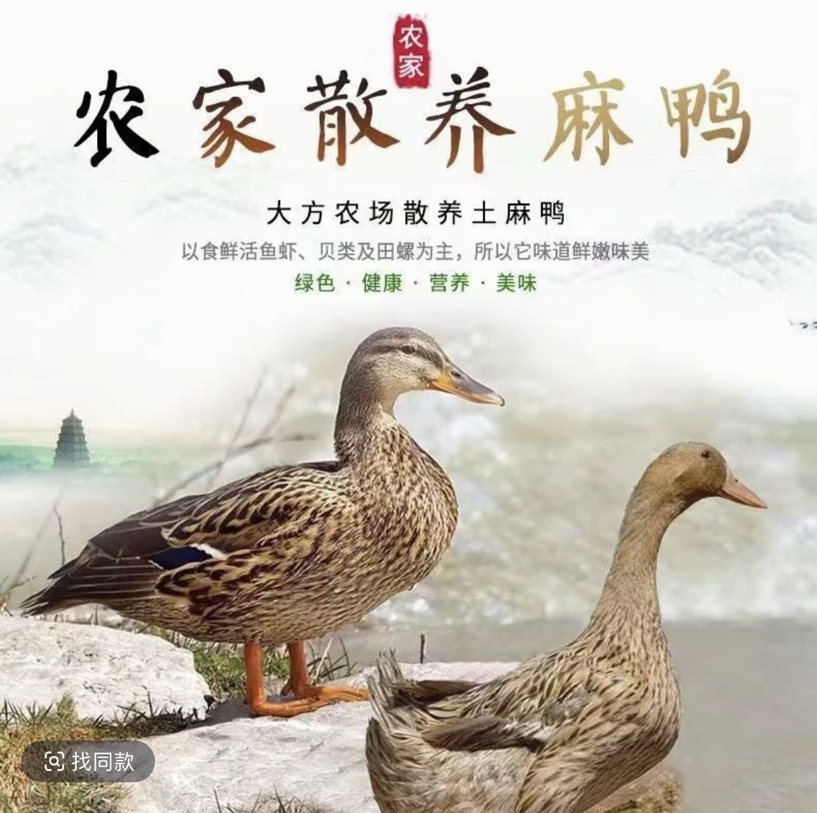 金定鸭整鸭生鲜发货 肉质鲜美美味多汁