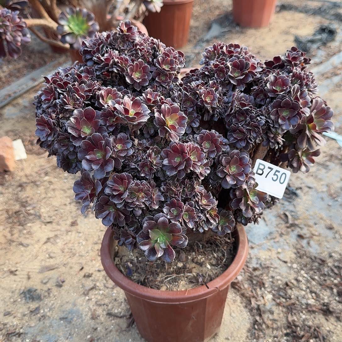 750欧紫朵朵有伤一颗呀呀