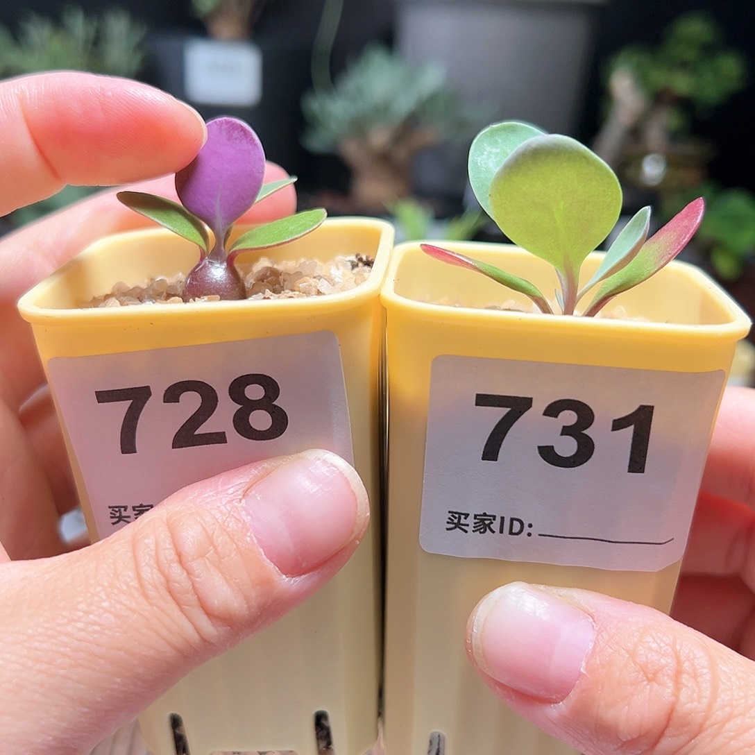 美尻厚敦菊带盆发货任选一个